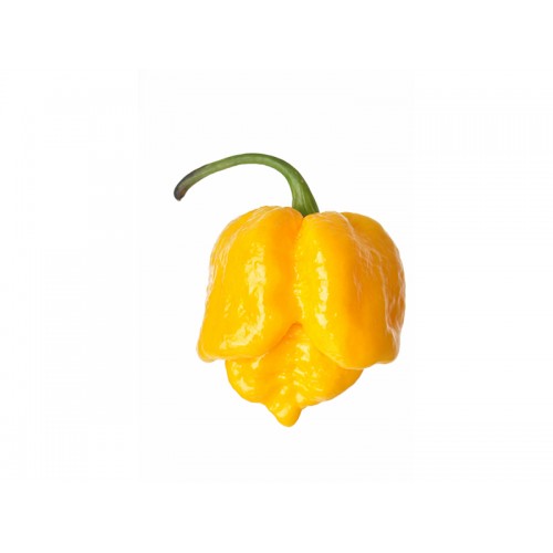 Scorpion Trinidad Butch T Yellow Pepper Seeds
